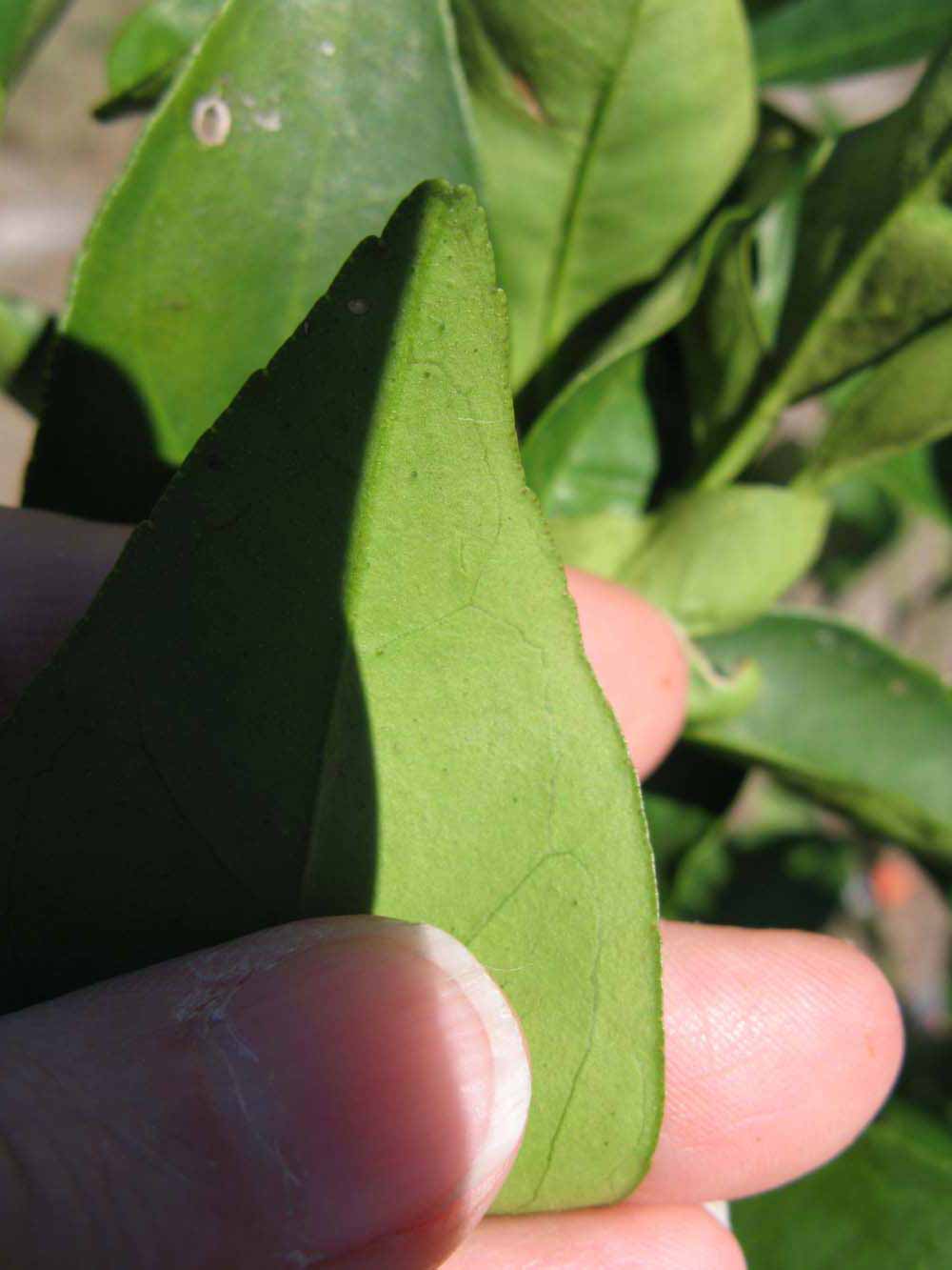              Margin (Winter Haven, FL)       